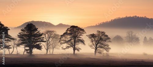 Foggy sunrise with darkened trees With copyspace for text