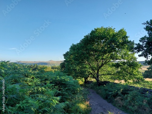 landscape with trees