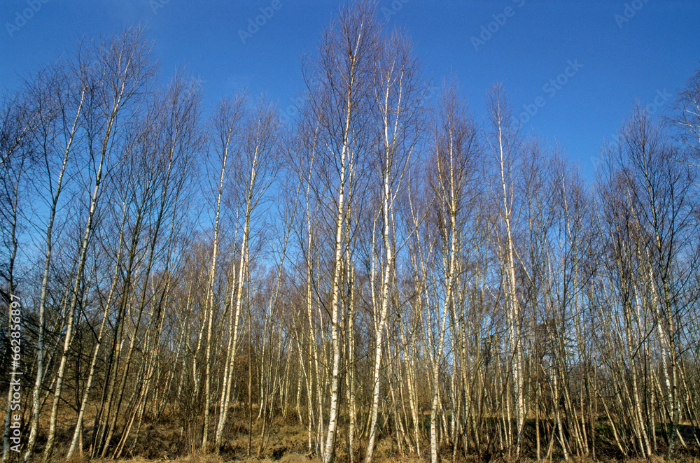 Betula verrucosa, Bouleau vérriqueux, Foret de Grosbois, 94, Val de Marne, France Betula verrucosa, Bouleau vérriqueux, Foret de Grosbois, 94, Val de Marne, France