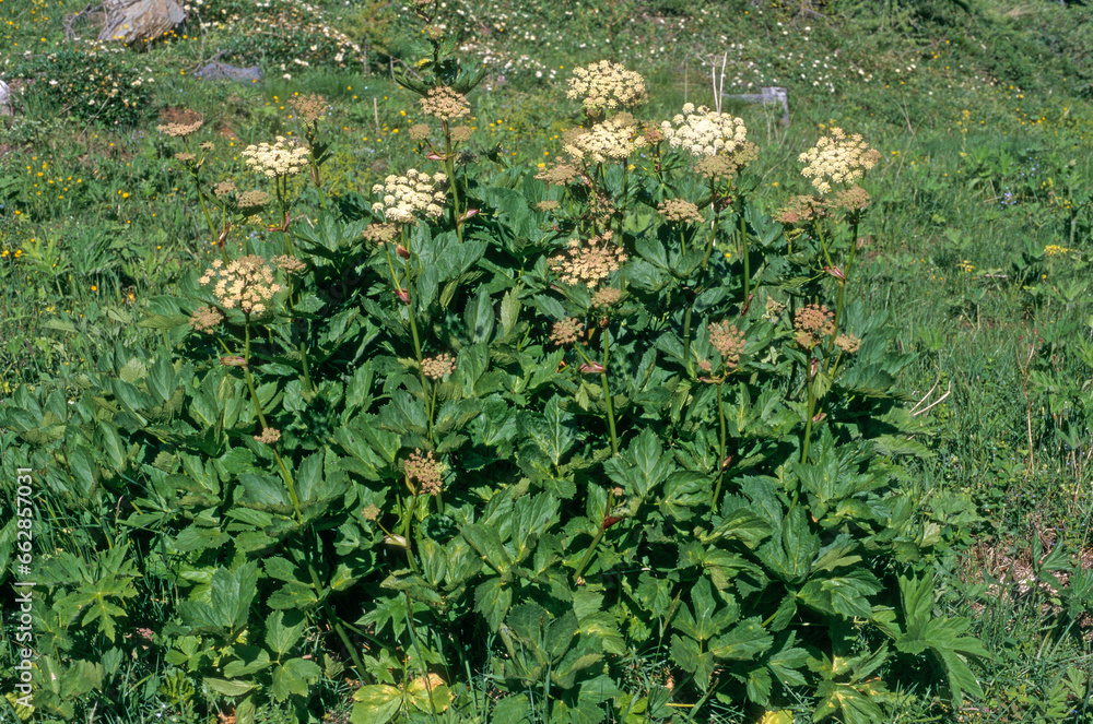 Fototapeta premium Heracleum sphondylium, Berce spondyle