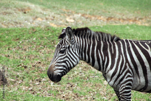 Zebra enclosure at the zoo