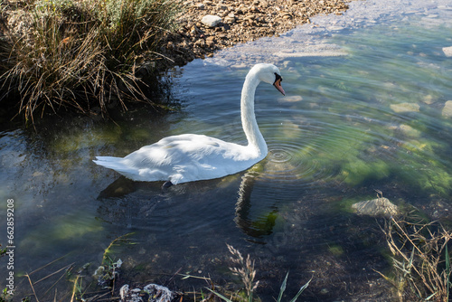 White swan on the beach © fiore56