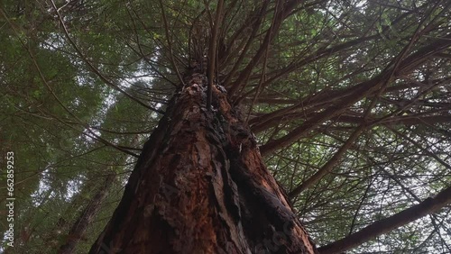 View from below a Sequoia Tree. Walking around a sequoia tree and looking up through its branches.