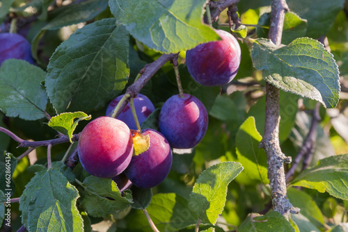 Ripe plums on branches covered with dew in morning light