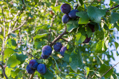 Ripe plums on the branch in morning light close-up