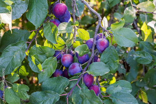 Foto Ripe plums on branches covered with dew in morning light