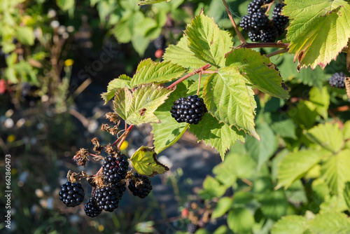 Branch of cultivated dewberry with ripe berries in sunny morning photo