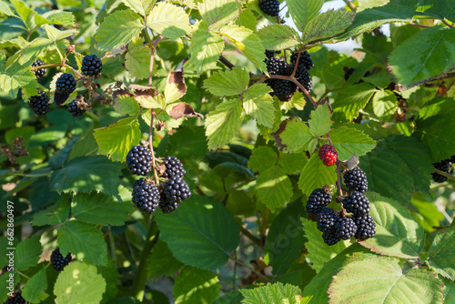 Fotografie Branches of cultivated dewberry with ripe berries in sunny morning