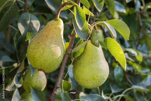 Ripe pears on a branch in an orchard in evening
