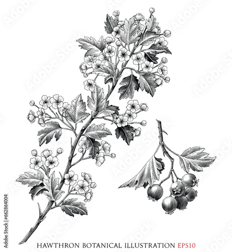 Hawthron botanical vintage illustration black and white clip art