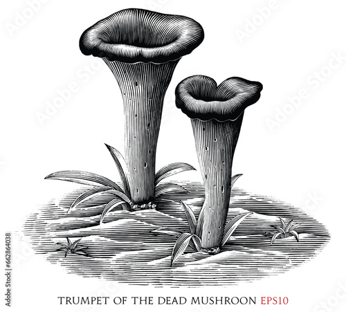 Trumpet of the dead botanical vintage illustration black and white clip art