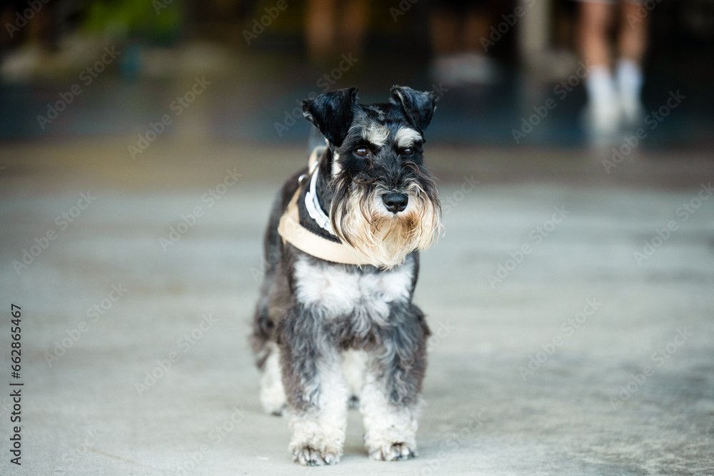 Amazing portrait of a miniature Schnauzer. The Miniature Schnauzer, the smallest of the three Schnauzer breeds, is a generally healthy, long-lived, and low-shedding companion.