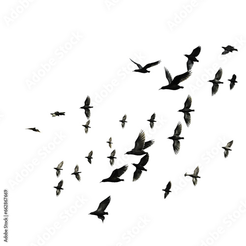 Silhouette of a flying bird on a white background.