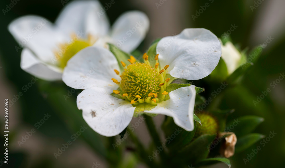 Close-up of white strawberry flower.