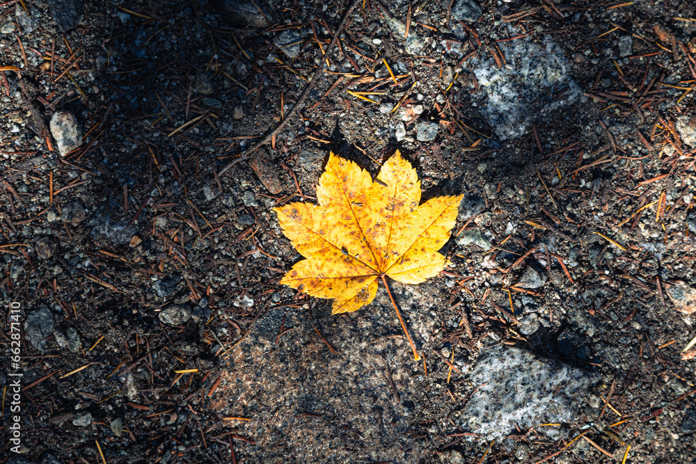 Autumn Leaf Foliage lying on the ground on a walking path - North Vancouver, BC Canada Autumn Leaf Foliage lying on the ground on a walking path - North Vancouver, BC Canada