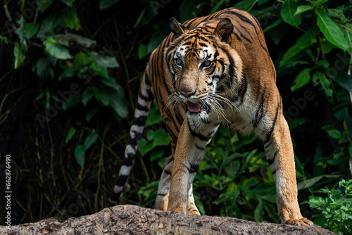 Photos of tiger in naturally.