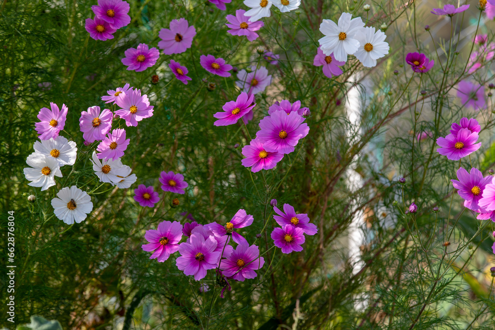 cosmos flower
cosmos flower