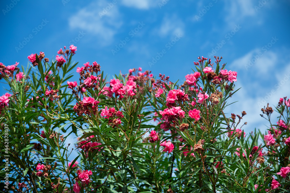 oleander różowe kwiaty na tle niebieskiego nieba oleander różowe kwiaty na tle niebieskiego nieba