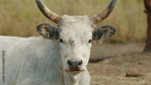 Huge mature female cattle with large horns and ears watching attentively, behaving quietly, munching with opening and closing mouth impolitely. Farm-zoo. High quality 4k footage photo