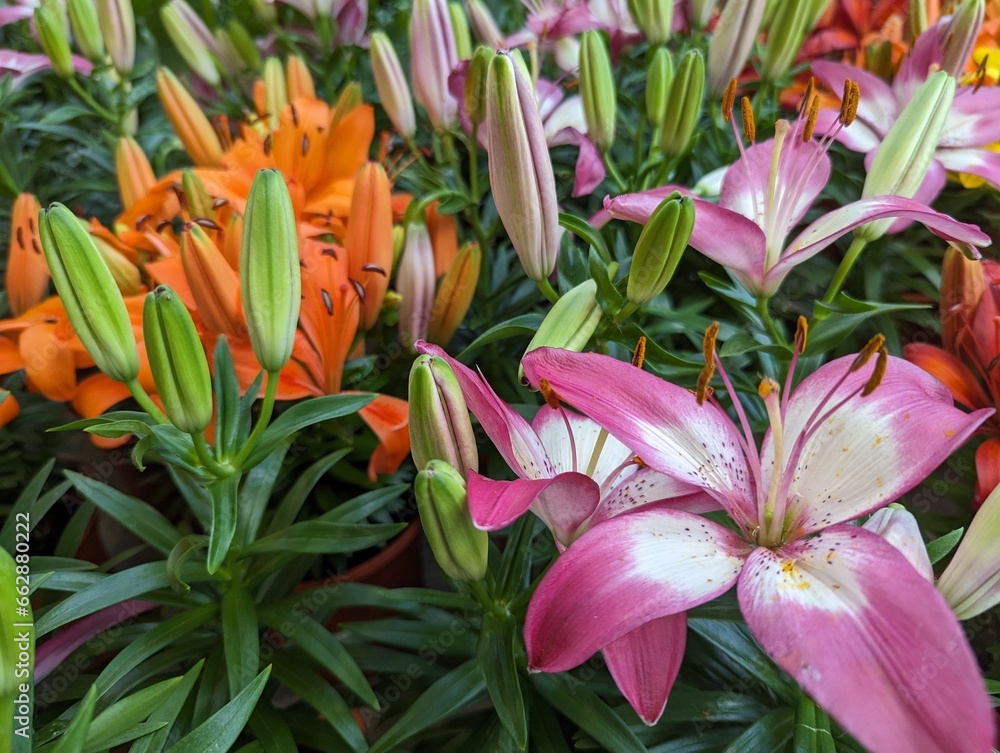 Red and white lily (Lilium) blooms in the foreground with colorful lilies in the background