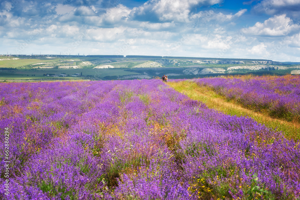 Naklejka premium Cyclists ride along a field of blooming lavender