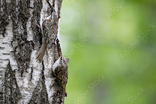 Two Eurasian treecreepers perched on a tree trunk