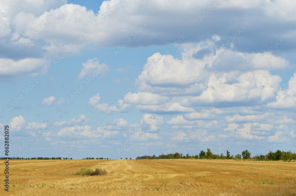 Blue sky and golden field in Ukraine