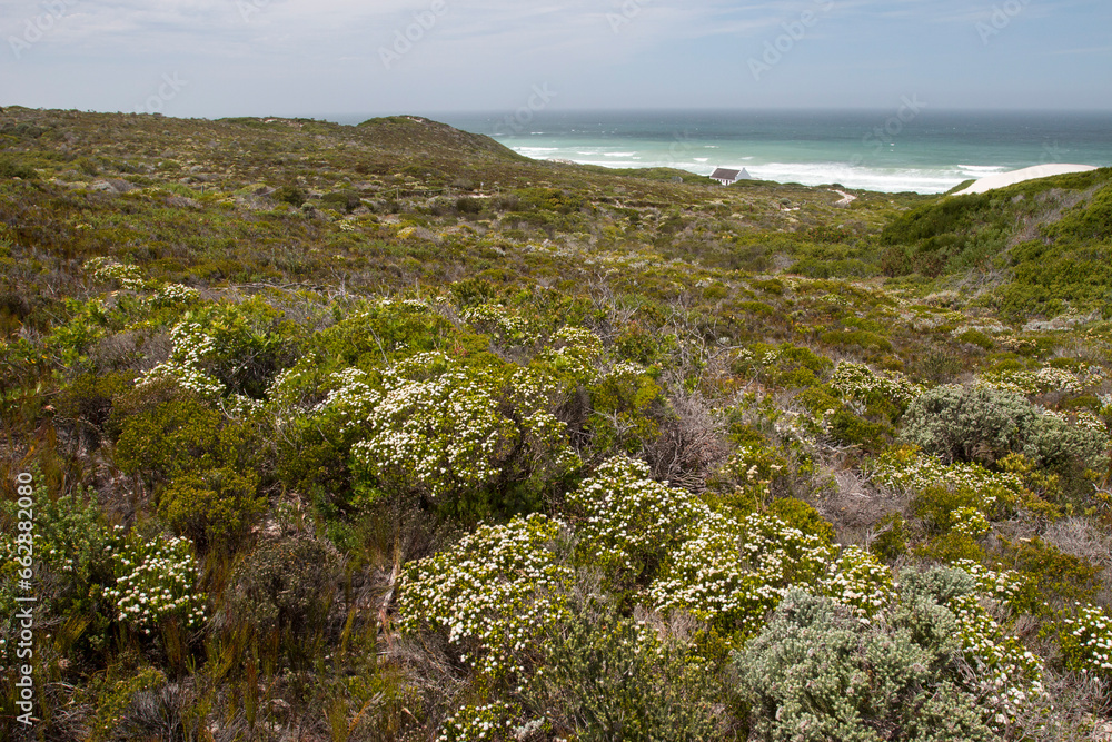 wild flowers on the coast of Indian Ocean, De Hoop Nature Reserve, Overberg, South Africa