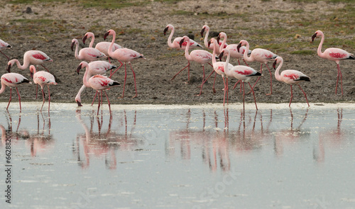 flamingos at the lake, De Hoop Nature Reserve, Overberg, South Africa © Hodossy