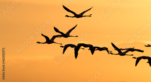 flamingos' silhouettes in the sunset, De Hoop Nature Reserve, Overberg, South Africa