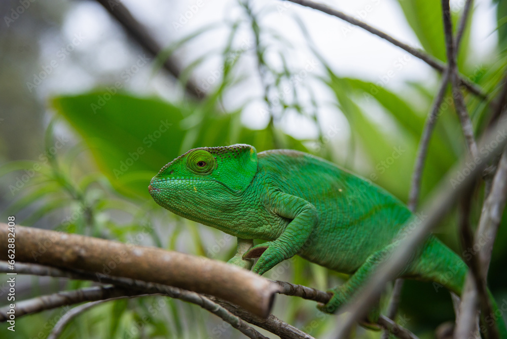 Parson's chameleon is a species of chameleon endemic to Madagascar Parson's chameleon is a species of chameleon endemic to Madagascar