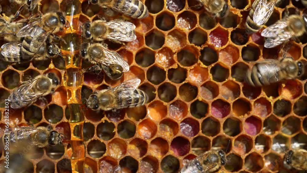 Colony bees on honeycomb in apiary. Beekeeping in countryside. Many working bees on honeycomb, closeup, macro. Detailed shot within a hive in honeycomb, wax cells with honey and pollen. Honey in combs Colony bees on honeycomb in apiary. Beekeeping in countryside. Many working bees on honeycomb, closeup, macro. Detailed shot within a hive in honeycomb, wax cells with honey and pollen. Honey in combs