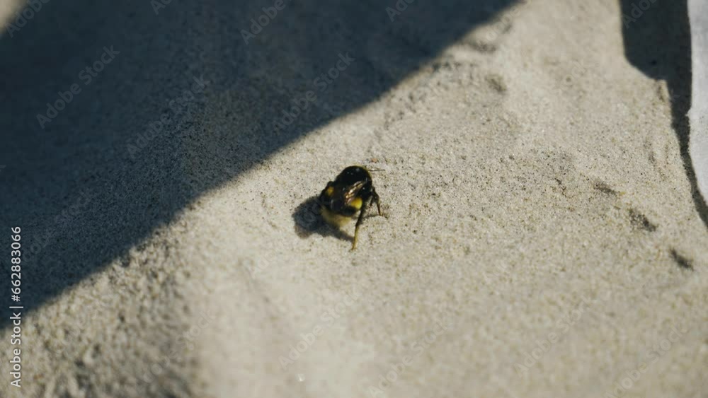 Bumblebee crawls on the sand trying to hide from the grains of sand that fall on it. Cool insect shots Bumblebee crawls on the sand trying to hide from the grains of sand that fall on it. Cool insect shots