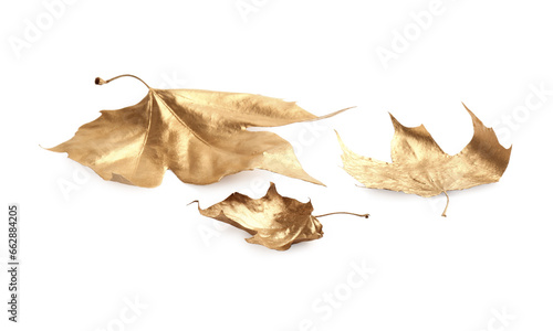 Three golden maple leaves isolated on white. Autumn season