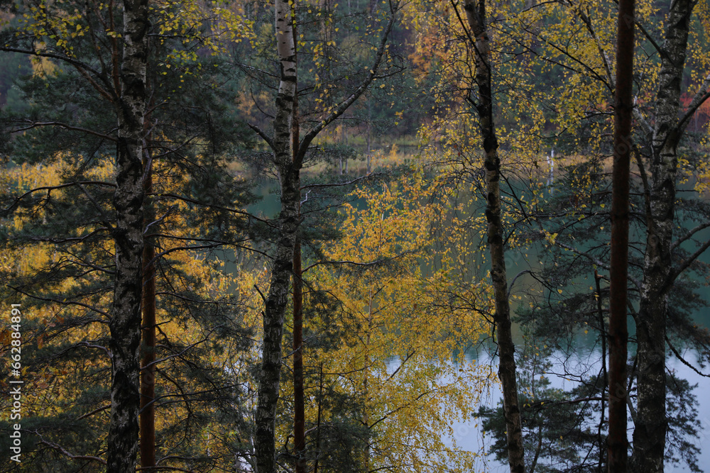 Beautiful autumn forest on a cloudy dark day Beautiful autumn forest on a cloudy dark day