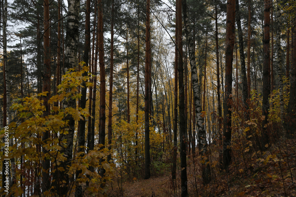 Fototapeta premium Beautiful autumn forest on a cloudy dark day
