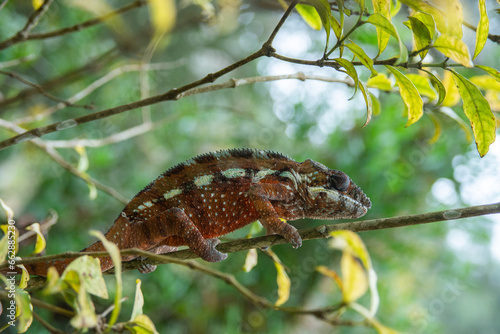 Panter chameleon is a species of chameleon endemic to Madagascar photo