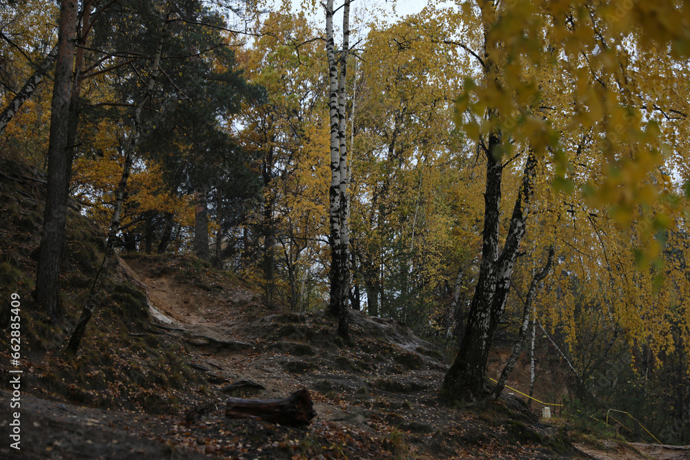 Beautiful autumn forest on a cloudy dark day Beautiful autumn forest on a cloudy dark day
