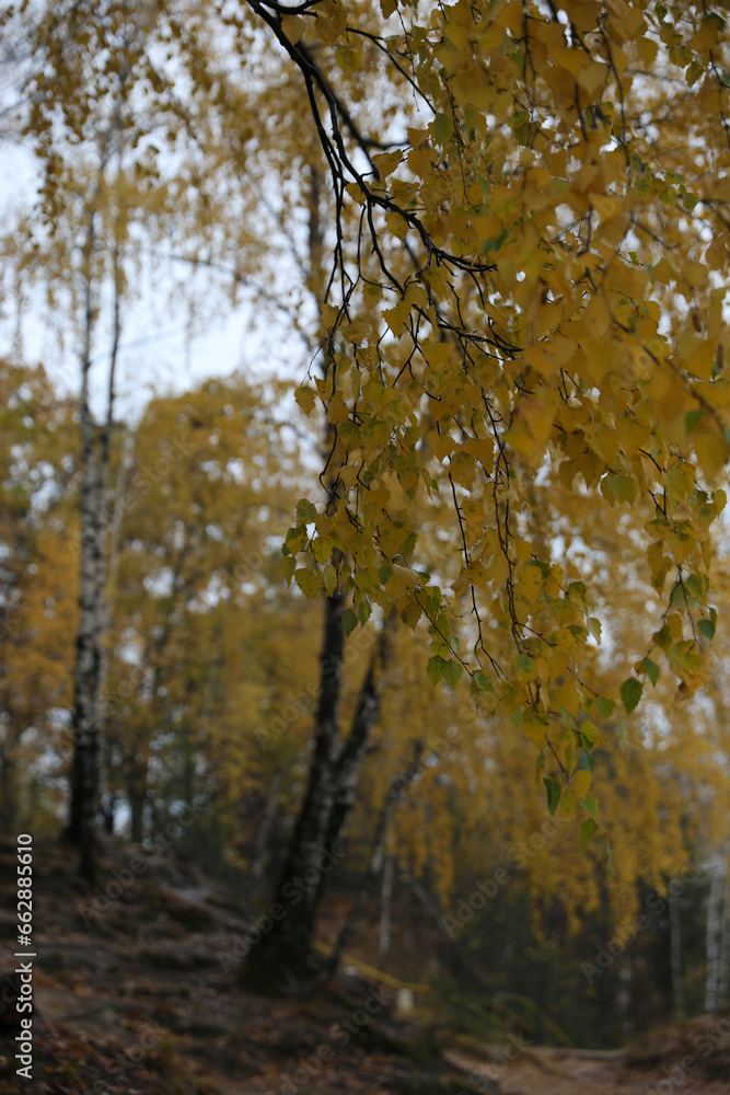 Beautiful autumn forest on a cloudy dark day Beautiful autumn forest on a cloudy dark day