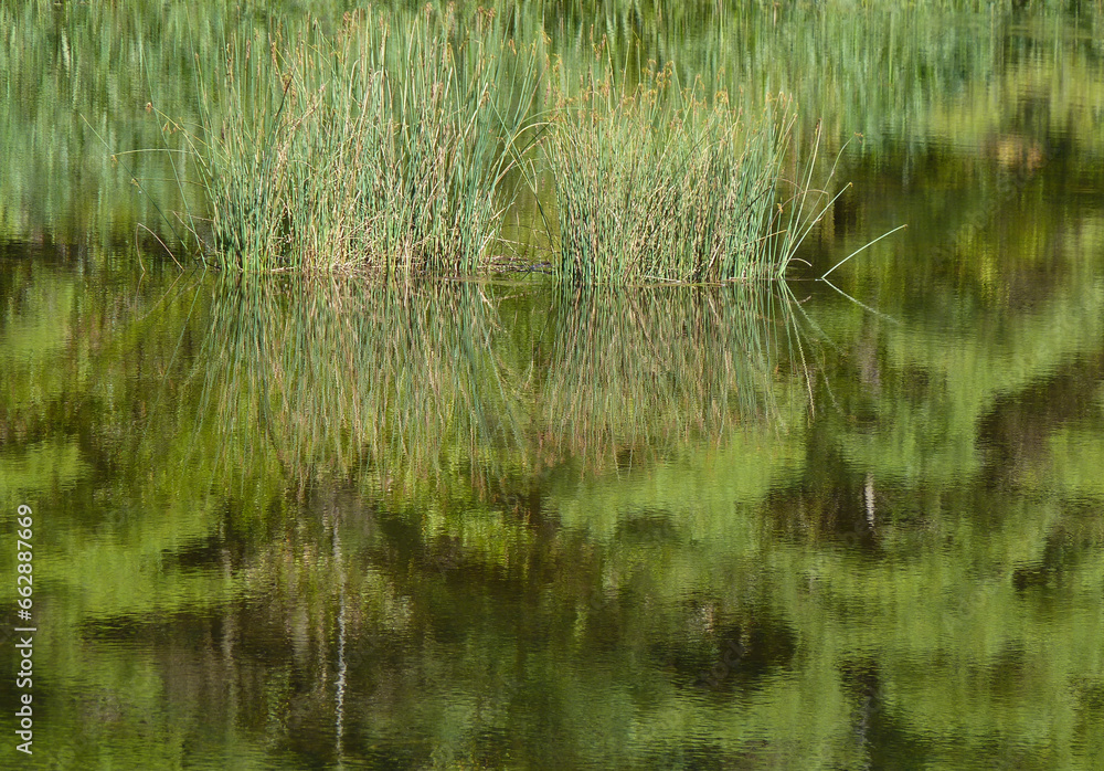Great Bulrush and Reflections in a Marsh Great Bulrush and Reflections in a Marsh