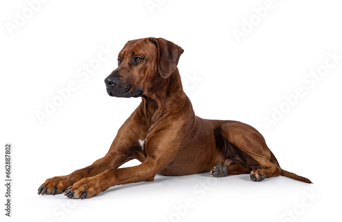 Handsome male Rhodesian Ridgeback dog  laying down side ways. Looking side ways away from camera. Isolated on a white background.