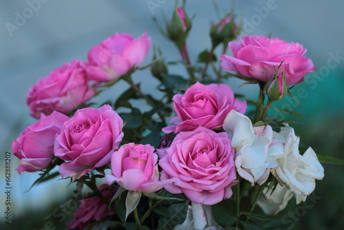 bouquet of roses © kia