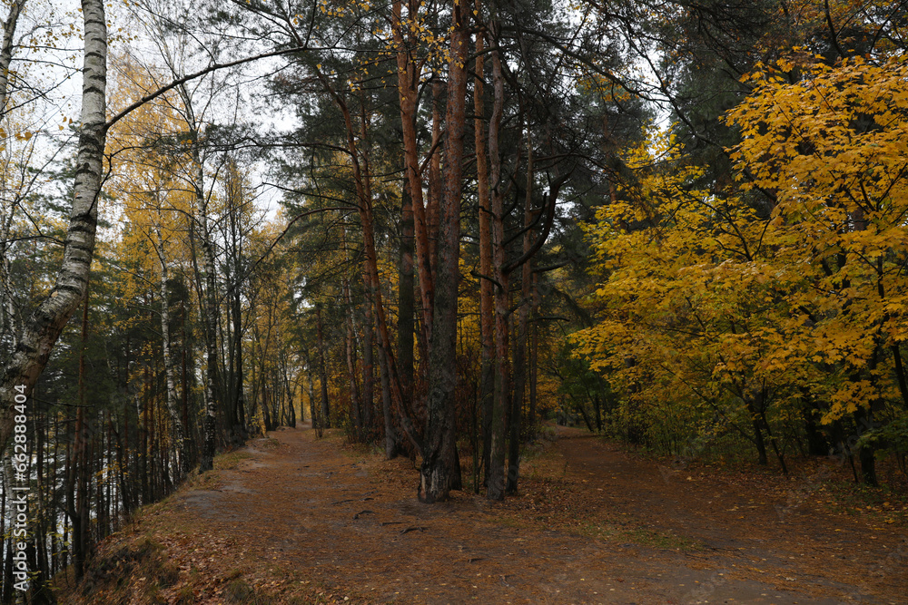 Fototapeta premium Beautiful autumn forest on a cloudy dark day