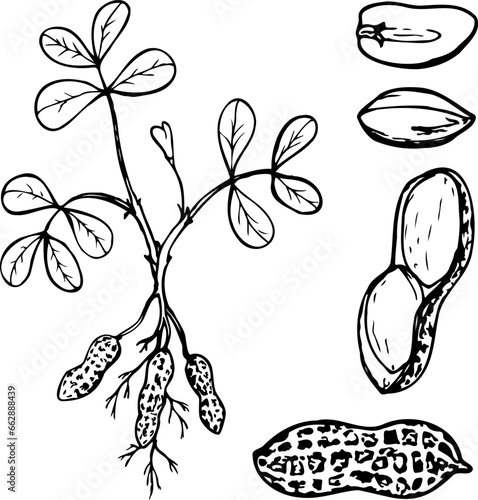 Hand drawn vector line illustration of peanuts