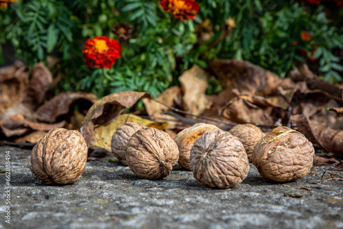 Ripe walnuts in autumn leaves. Harvesting.