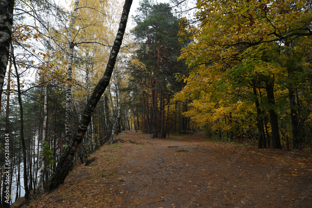 Beautiful autumn forest on a cloudy dark day Beautiful autumn forest on a cloudy dark day