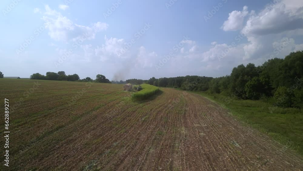 Green combine corn chopping for corn silage in Ukraine Green combine corn chopping for corn silage in Ukraine
