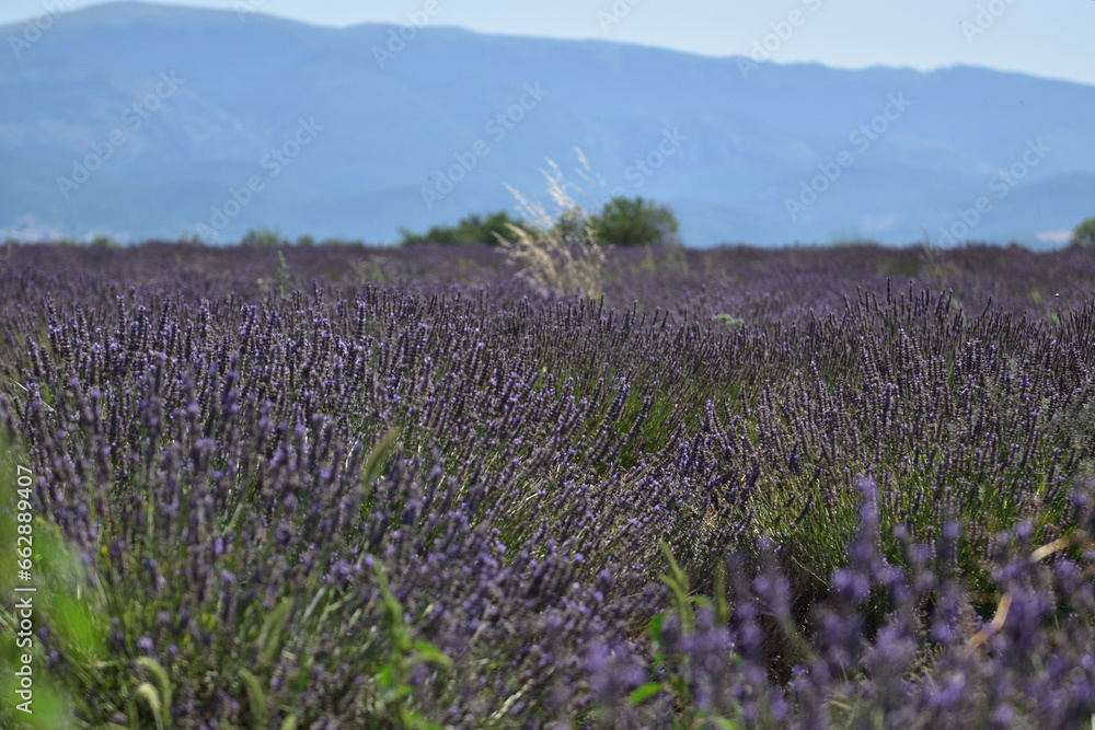 Obraz premium Field of lavender, Provence, France