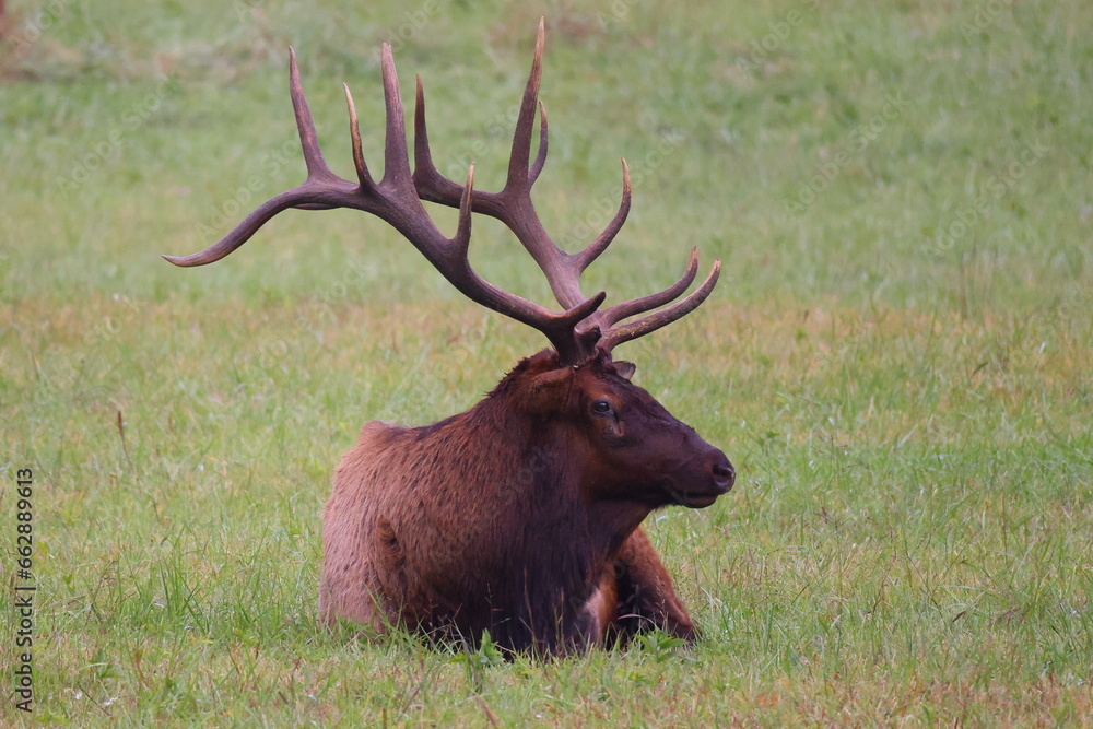 Bull elk resting in herd during rut in Cherokee, NC. Bull elk resting in herd during rut in Cherokee, NC.