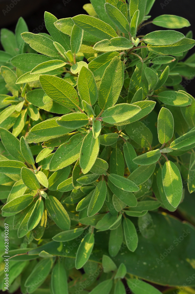 salvia tempero planta verde claro salvia tempero planta verde claro